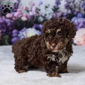 Oakley, Havapoo Puppy